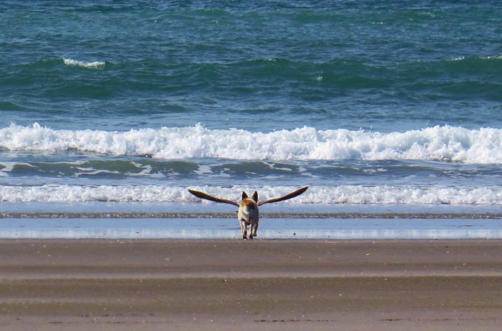 PERRO QUE PARECE QUE TIENE ALAS, VA PERSIGUIENDO A UNA GAVIOTA