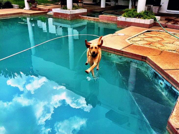 PERRO LEVITANDO SOBRE LA PISCINA