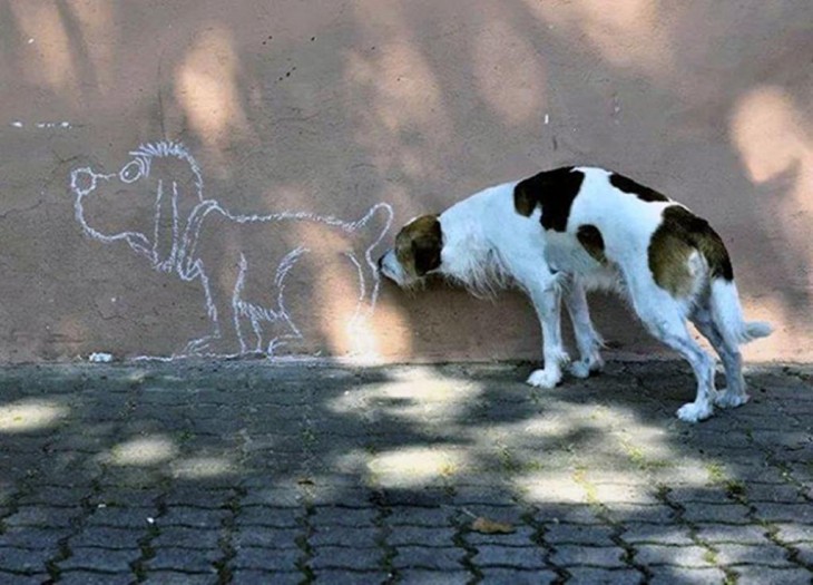 PERRO OLIENDO LA PARED PORQUE CREE QUE ES UN PERRO REAL