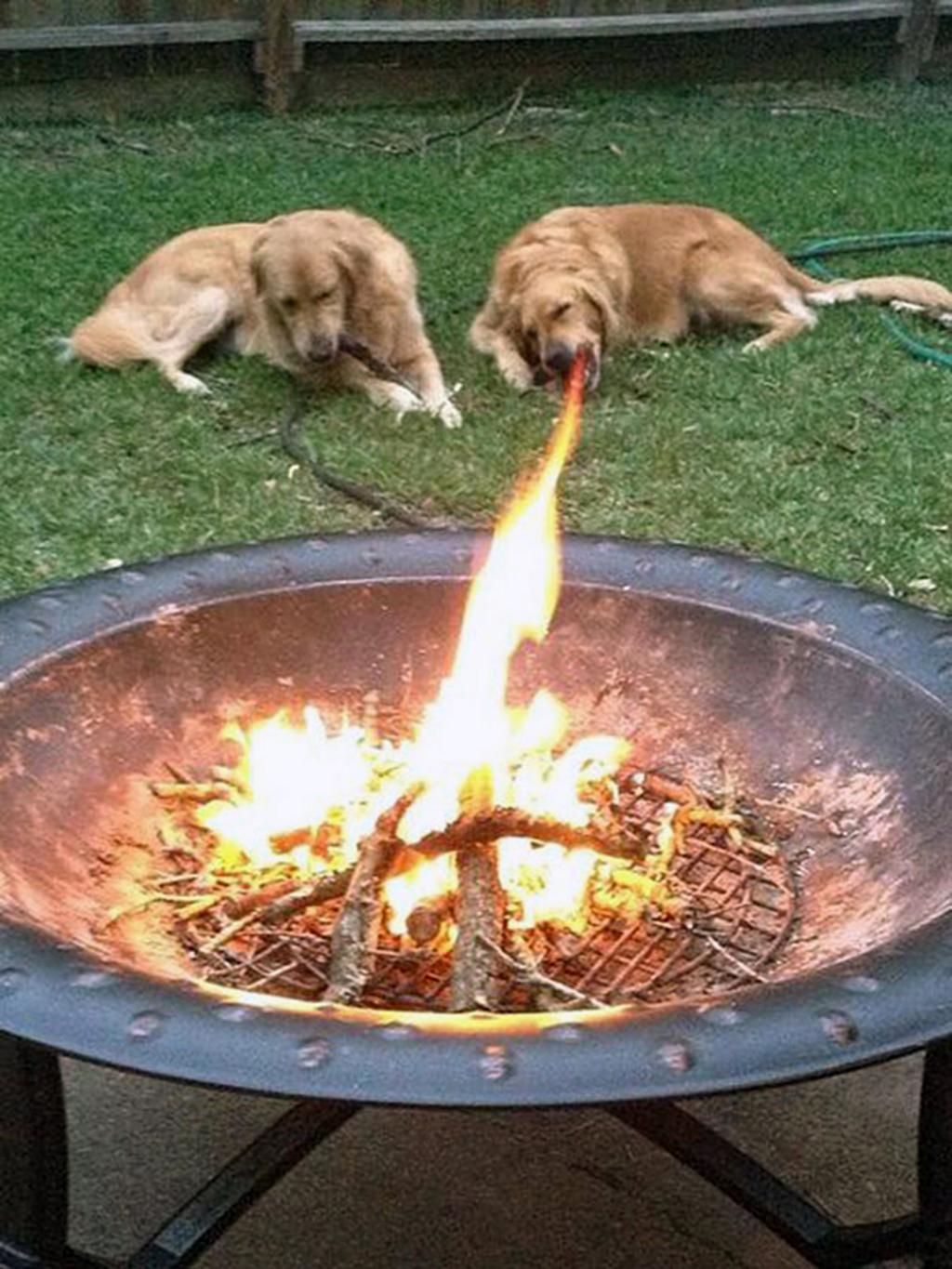 27 fotos de perros tomadas en el momento exacto y preciso