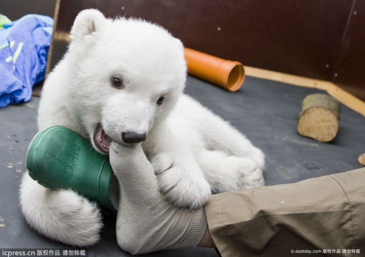 GERMANY-ANIMALS-POLAR-BEAR-FLOCKE