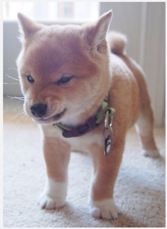 perrito gracioso se hace el malo