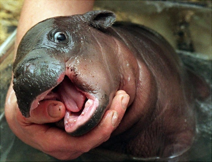 hipopotamo bebe muerde dedo