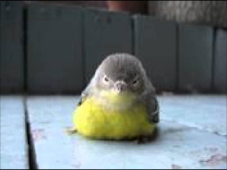 pajaro real se parece a angry birds