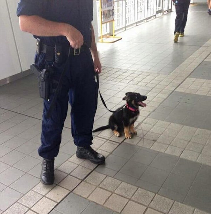 graciosos perrito policia
