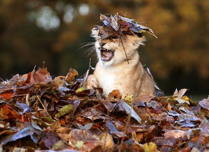 30 Animales Que Fallaron en el Intento de Verse Feroces (9)