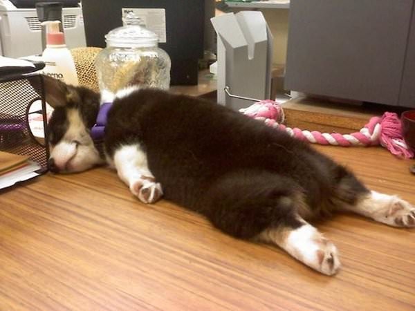 perrito dormido en la mesa