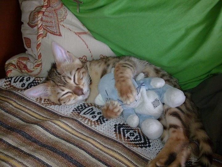 gatito dormido con osito