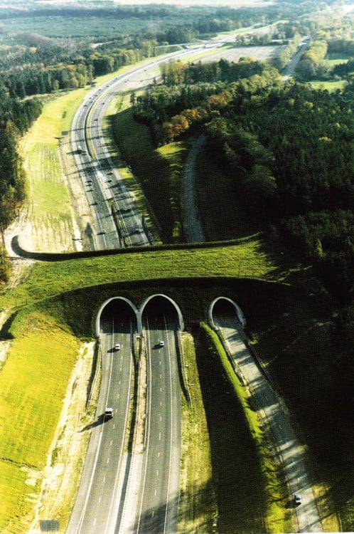 puente cruce de animales, Holanda