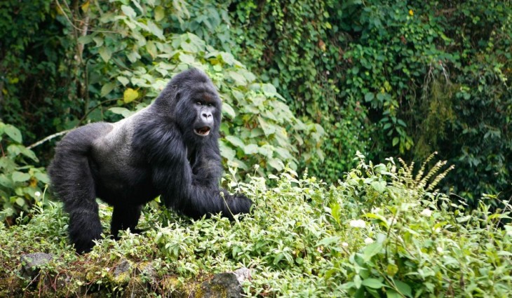 54RW06-IM1173-virunga-mountains-1475-934x