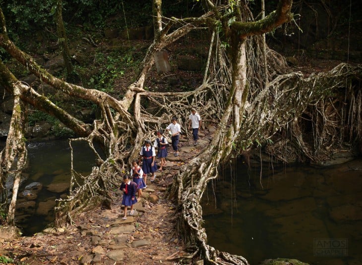 raíz de árbol, india