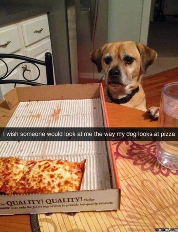 perro viendo una pizza