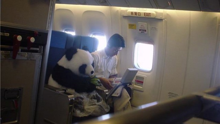 Osos panda viajando en avión 