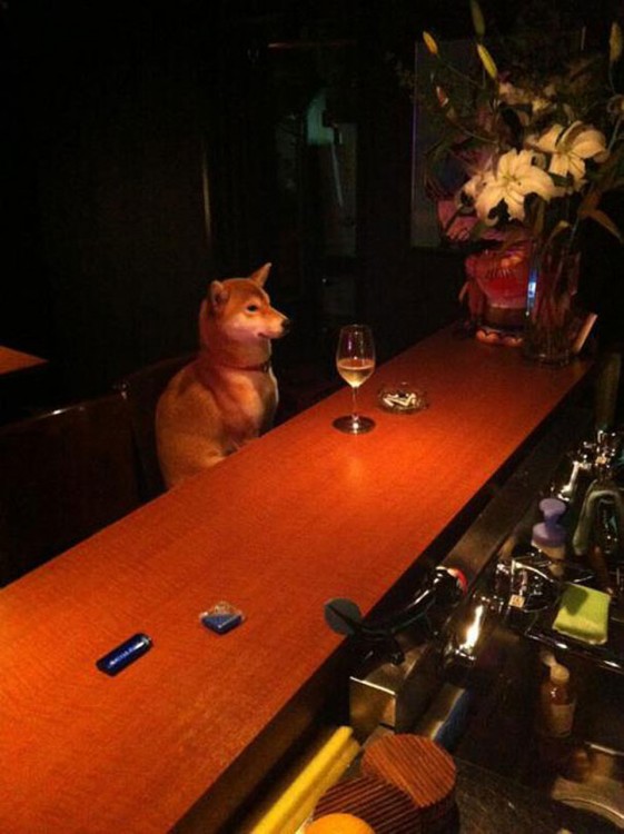 Perro sentado en la barra de un bar 