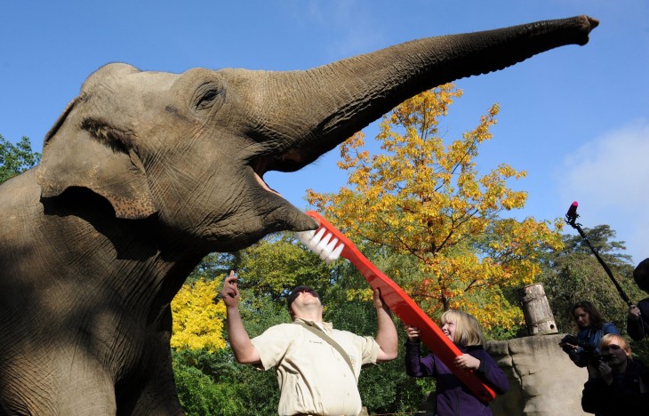 Persona lavando los dientes a un elefante 