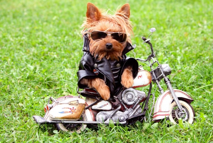 Pequeño perrito con chamarra de piel negra con una pequeña moto 