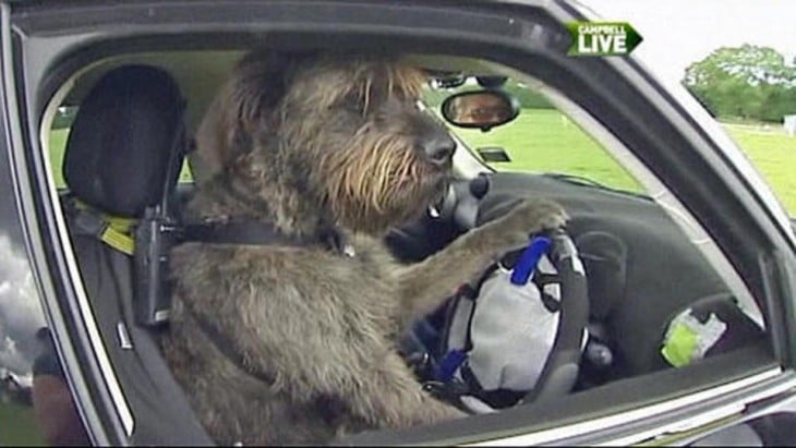 Perro agarrando un volante simulando que va manejando un coche 