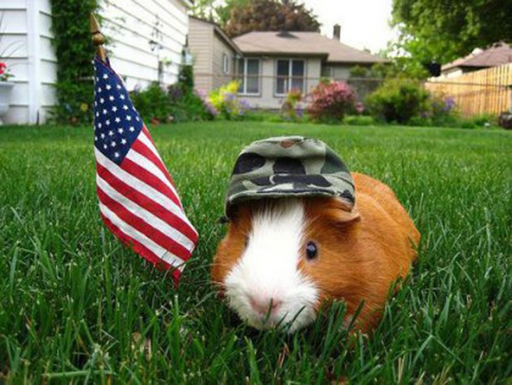 Hamster en el jardín de una casa con una bandera de EUA y una gorra de soldado 