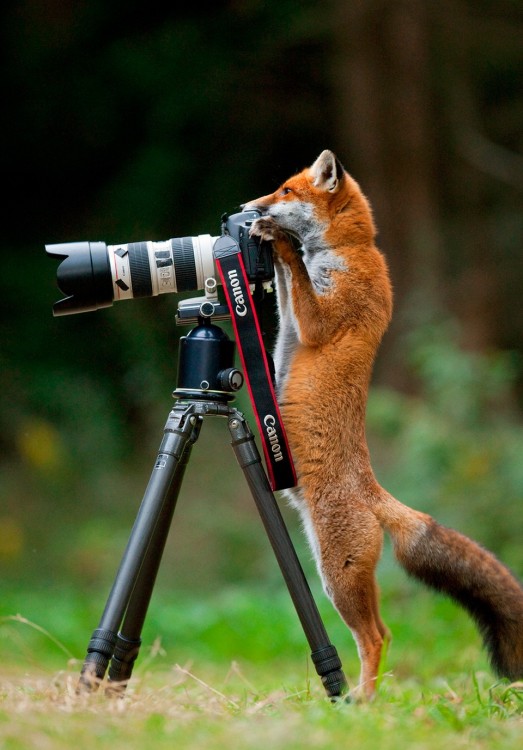 Zorro tomando una fotografía 