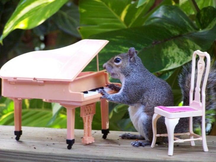 Ardilla tocando el piano 