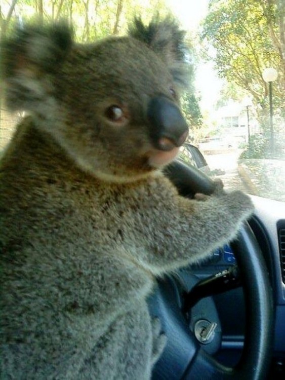 Koala sosteniendo un volante y simulando que esta conduciendo 