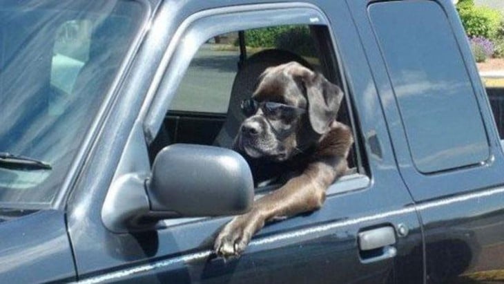 Perro arriba de una camioneta simulando que va manejando 