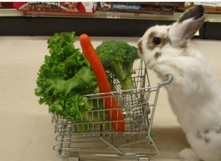 conejo con un carito de compras lleno de zanahorias y brocoli