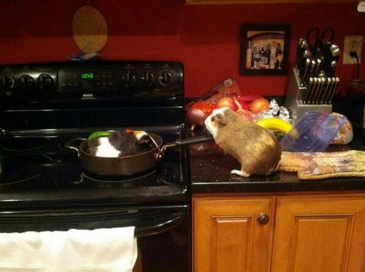 Hamster en una cocina cocinando a otro hamster 