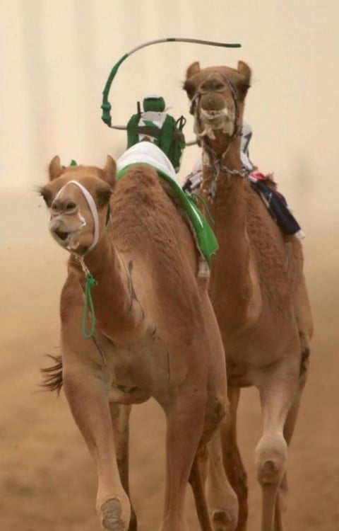 Camellos corriendo en Dubai 