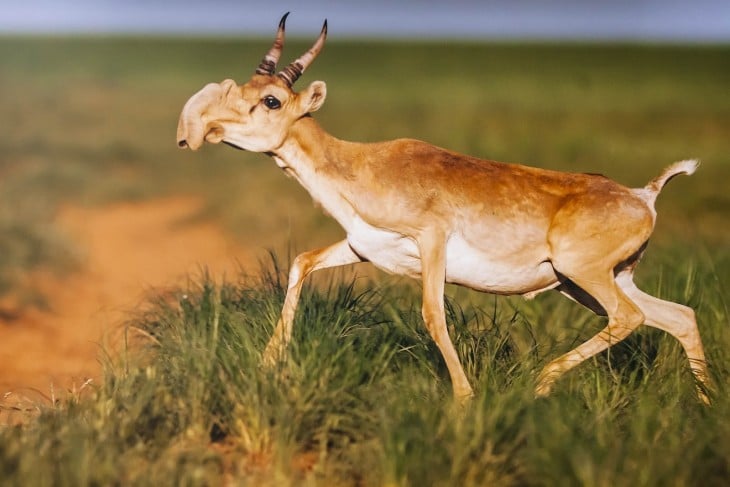 antilope saiga