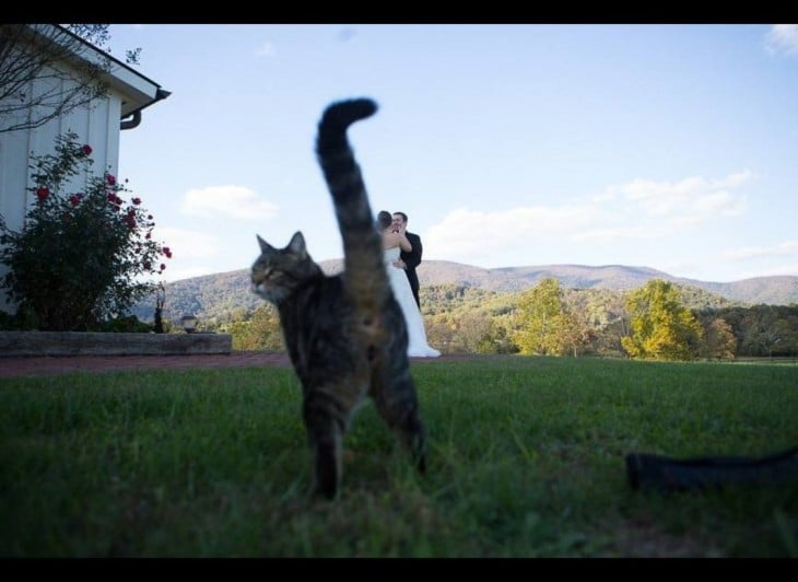 un gato atravesándose en medio de una fotografía de una pareja 