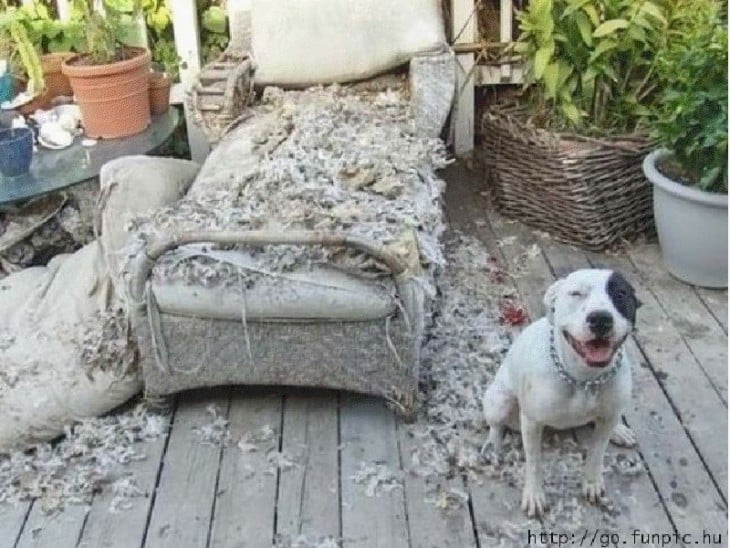 Perro sentado a un lado de un sillón roto 