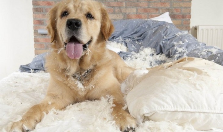 Perro golden sobre una cama a lado de una almohada destrozada 