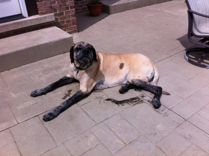 Perro acostado en el piso con las patas llenas de lodo 