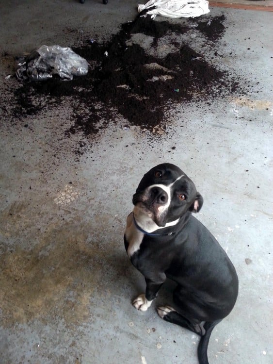 Perro a un lado de una maceta que se quebró en el suelo 