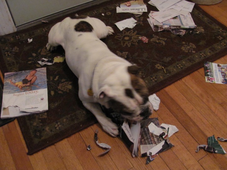 Perro en el piso destrozando revistas en el suelo 
