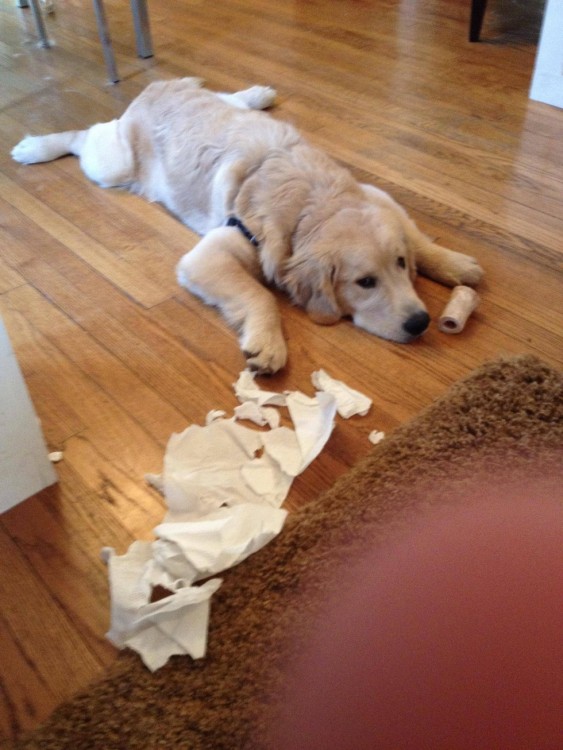 perro acostado en el piso deshaciendo un rollo de papel 