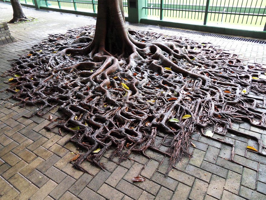 Las Raíces de arboles luchando contra la mano del hombre