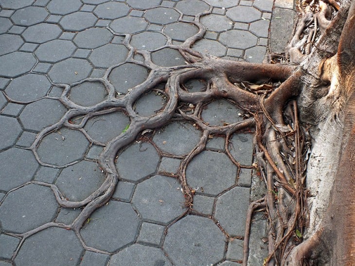 ARBOL CON LAS RAICES FUERA DEL ADOQUIN