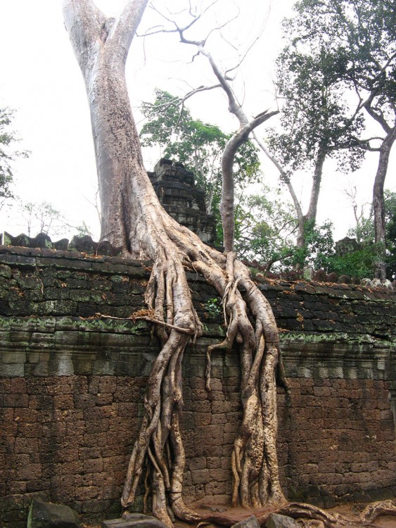 ARBOLES CON LAS RAICES EN LA PARED