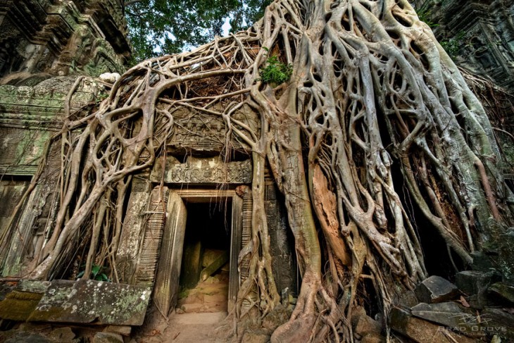 CASA CUBIERTA POR RAICES DEL ARBOL