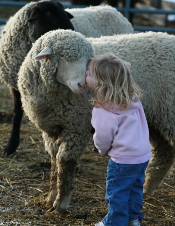 niña besando oveja