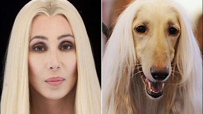 perro que se parece a cher