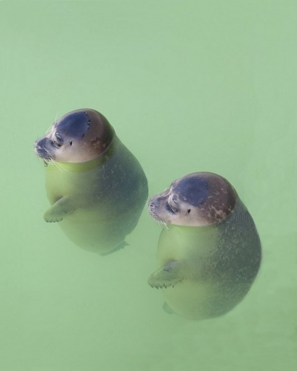 dos focas pequeñas