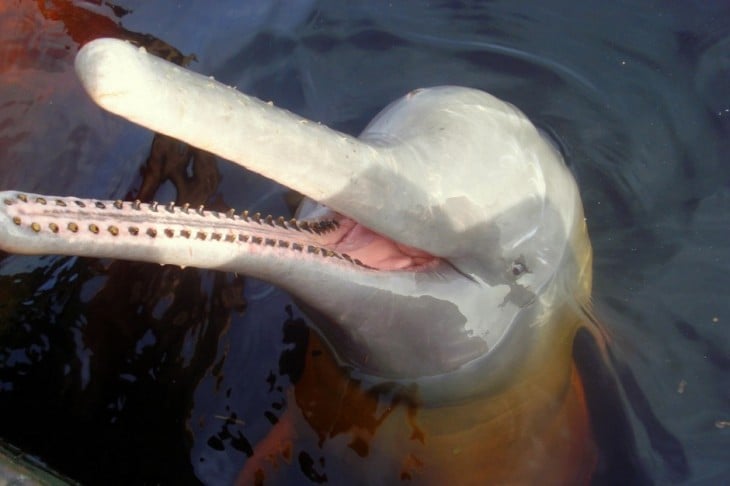 delfín de rio