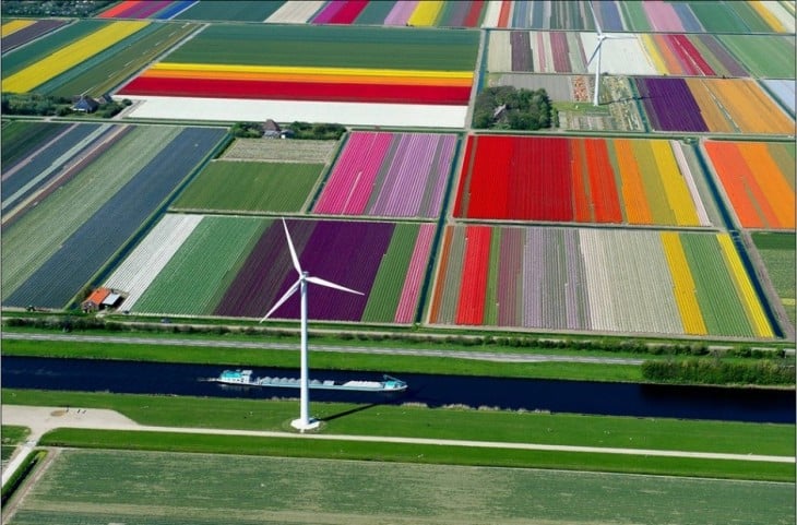 Camino de tulipanes en holanda