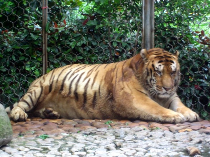 tigres gordo