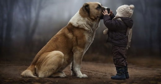 lecciones de vida que nos dan los perros