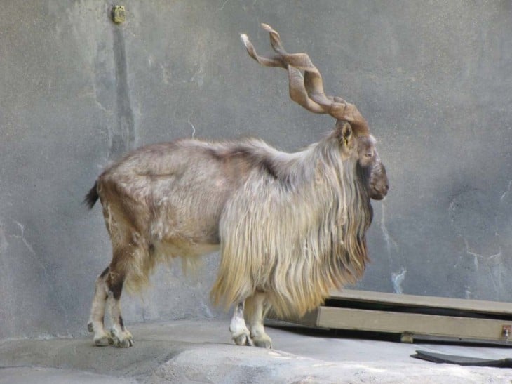 markhor