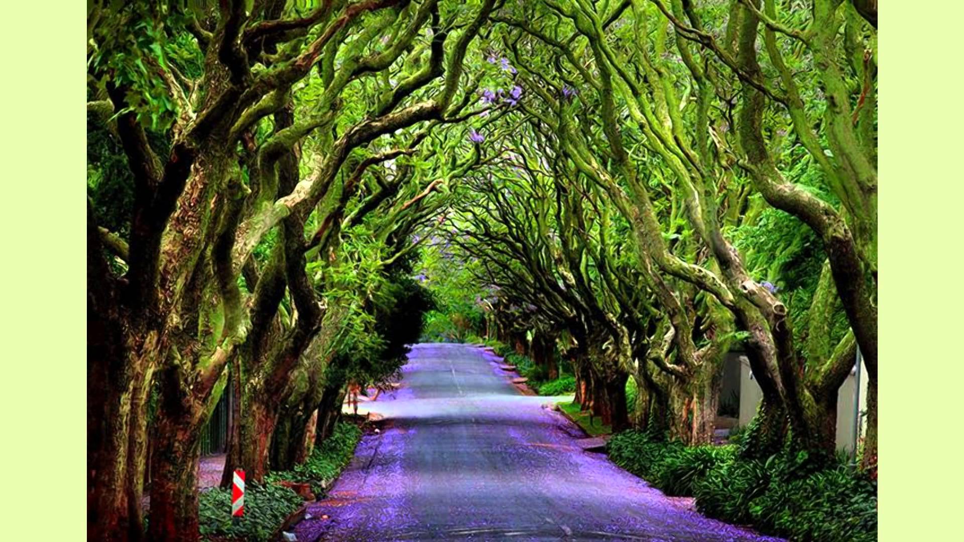 Caminos Mágicos En El Mundo Que Tienes Que Recorrer Caminando